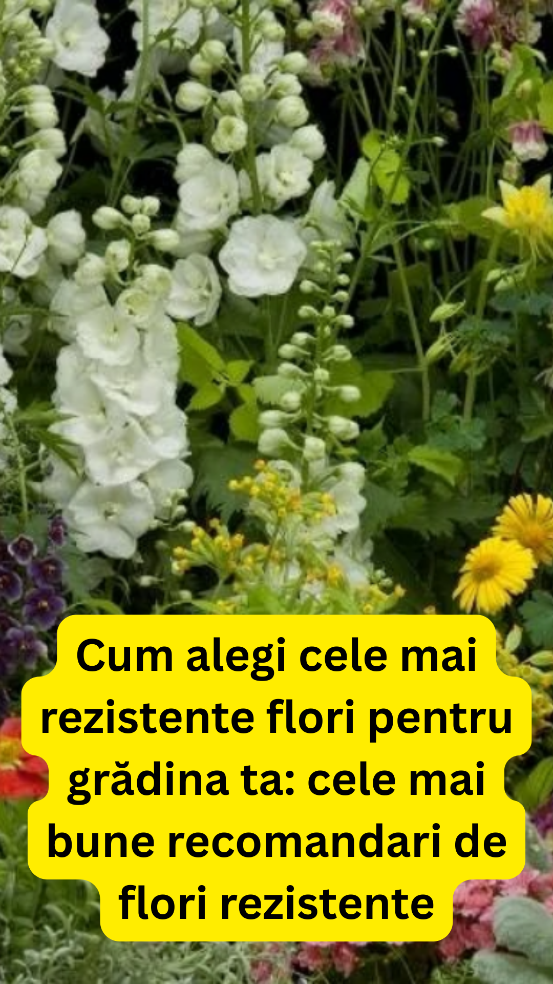 Cum alegi cele mai rezistente flori pentru grădina ta: cele mai bune ...